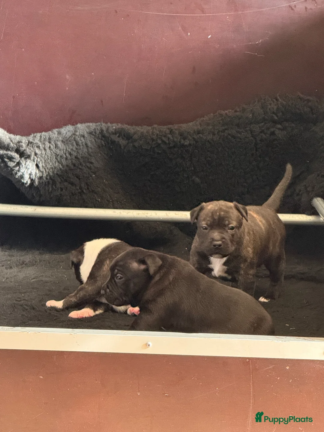 Engelse Stafford honden te koop: Te te koop: 3 prachtige Engelse Stafford pups 🐾 - Advertentie 2