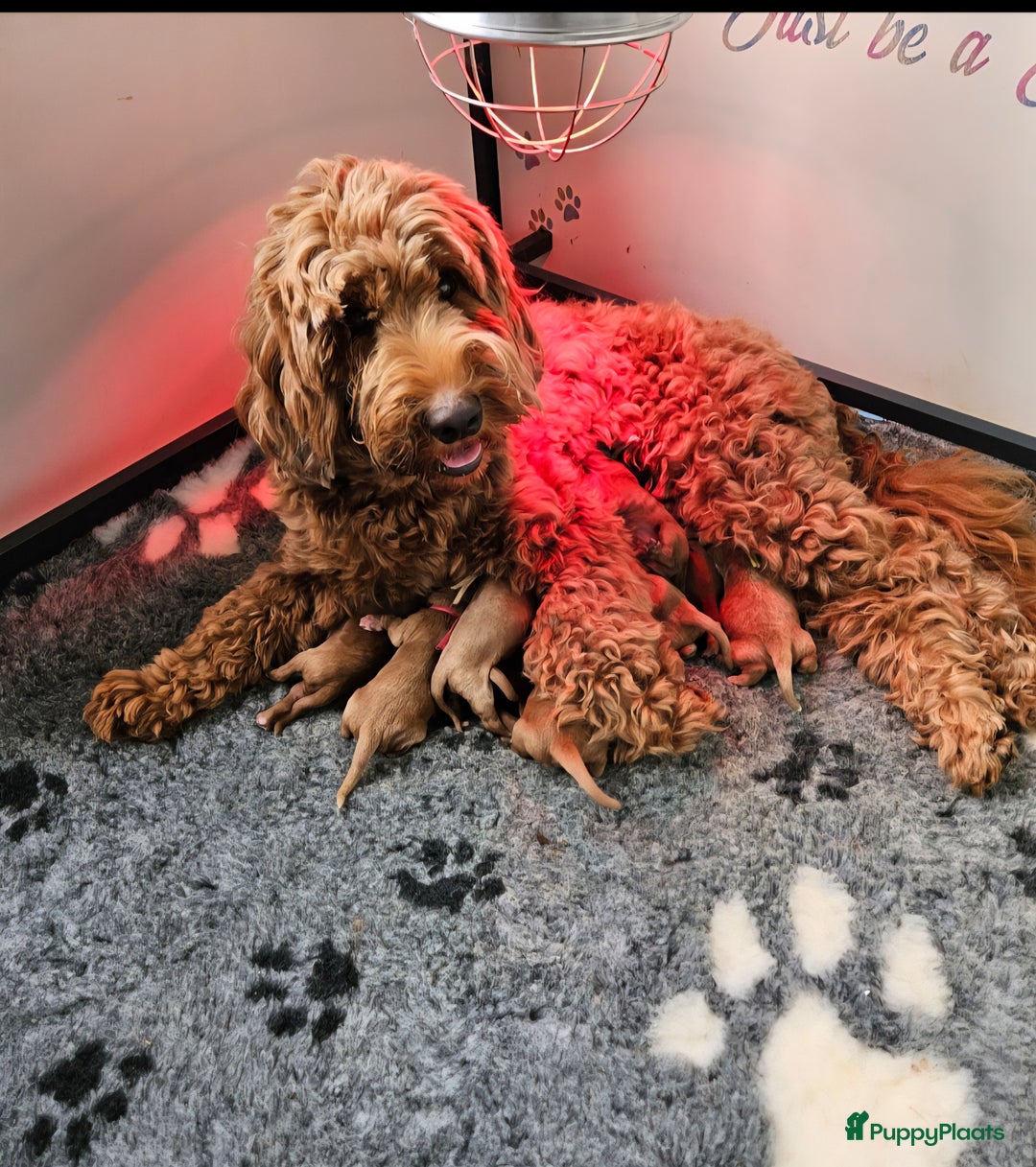 Australian Labradoodle honden te koop: Australian labradoodle pups - Advertentie 1