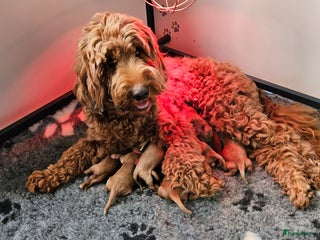 Australian Labradoodle honden Australian labradoodle pups - Advertentie 1