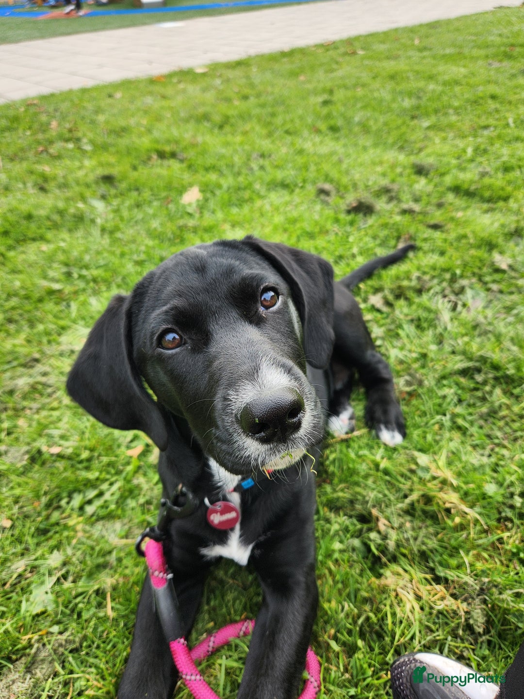 Kruising honden te koop: Lieve Goldmation pup van 5 maanden oud - Advertentie 5