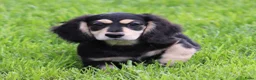 Teckel (langhaar) honden te koop: Teckel pup Black & cream - Advertentie 6