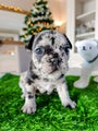 Franse Bulldog Puppy 5