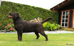 Labrador Retriever honden te koop: Labrador pups chocolade bruin met Stamboom - Afbeelding 3