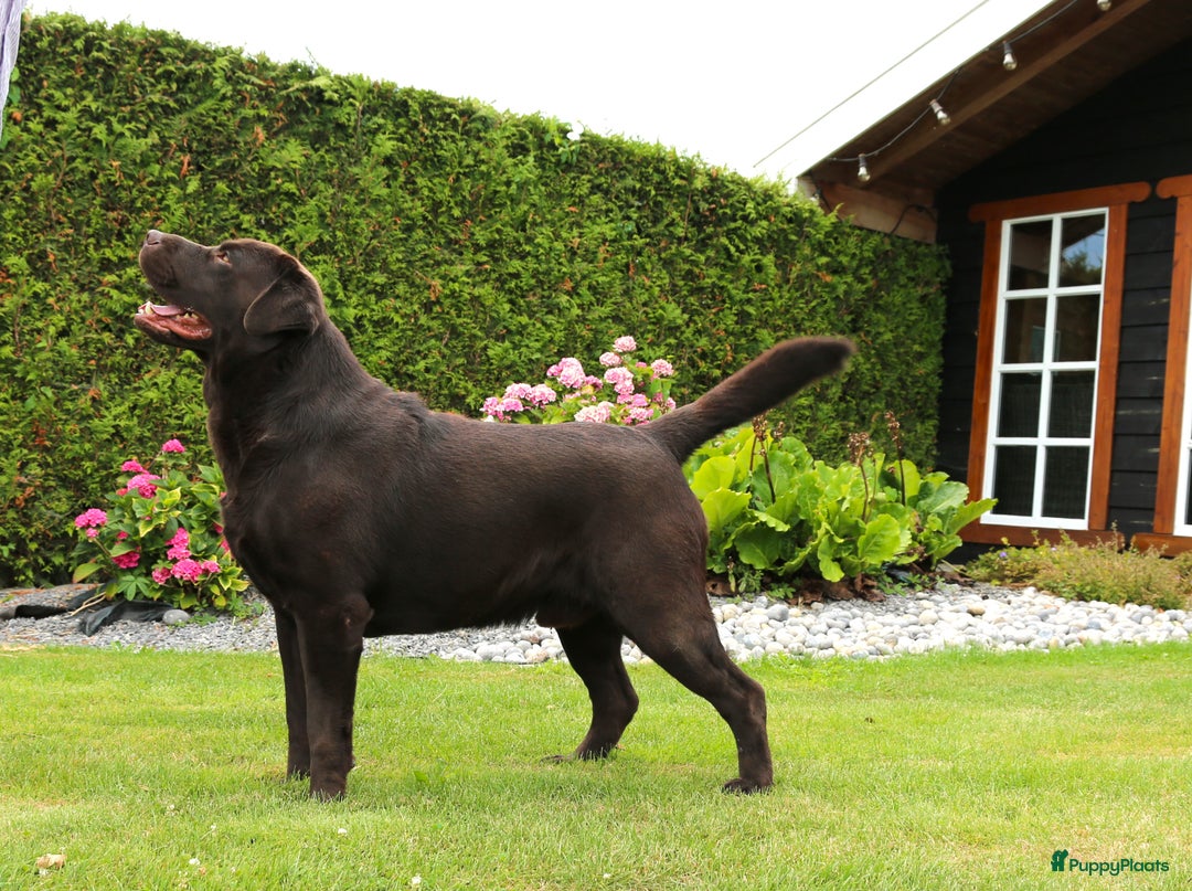 Labrador Retriever honden te koop: Labrador pups chocolade bruin met Stamboom - Afbeelding 3