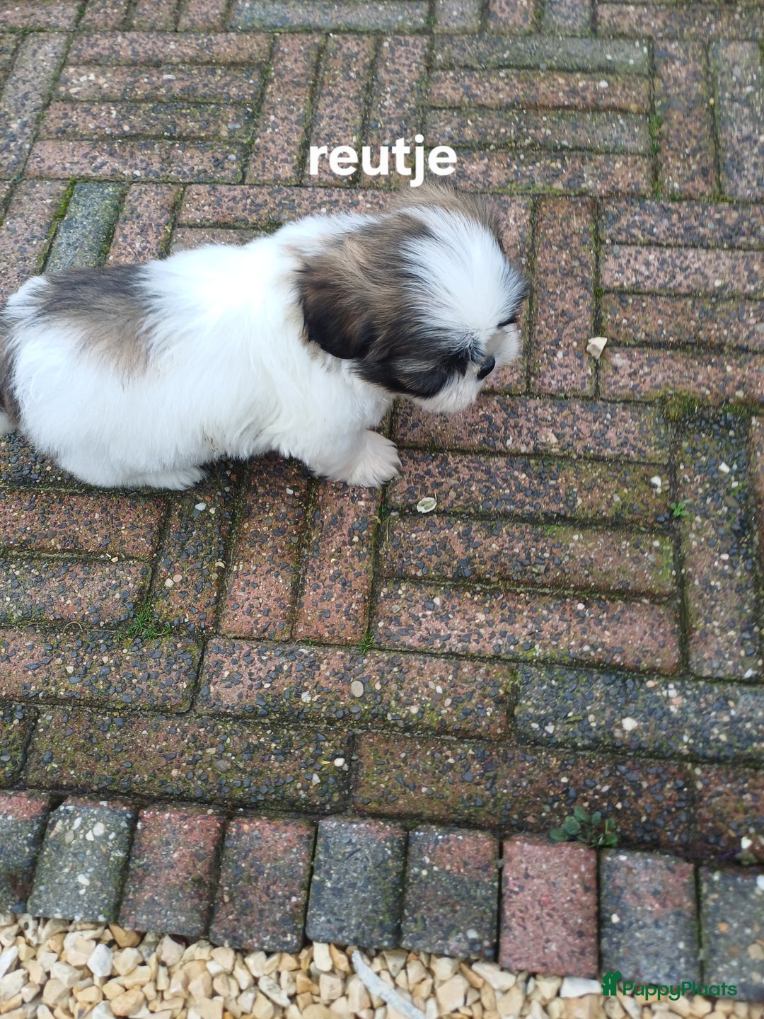 Shih Tzu honden te koop: leuke lieve ras zuiver shih tzu pups - Advertentie 32