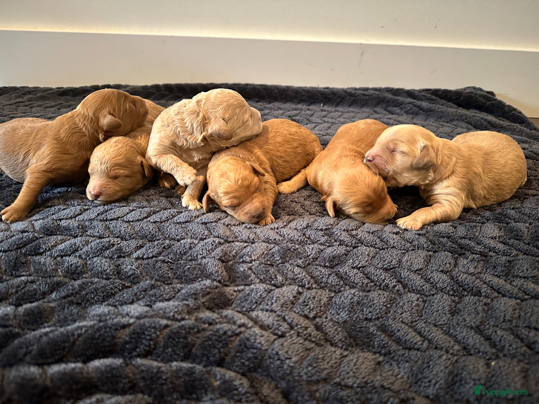 Cockapoo honden Cockapoo puppy’s  - Advertentie 2