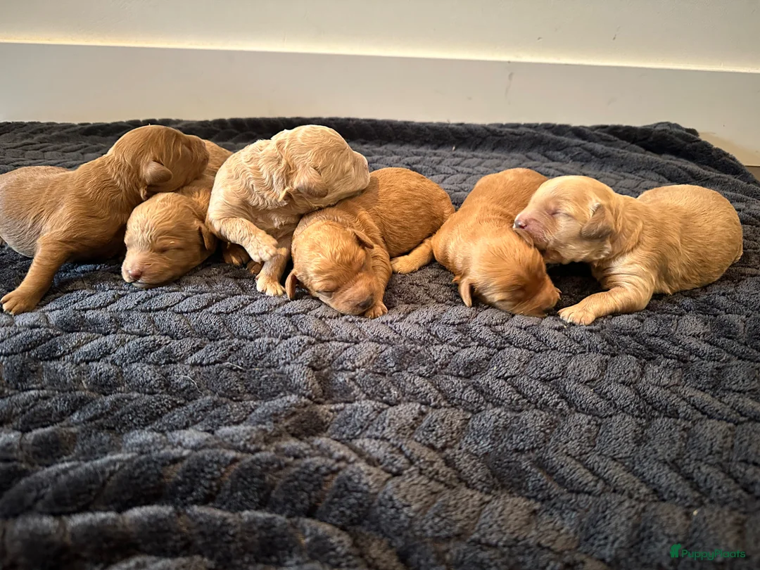 Cockapoo honden te koop: Cockapoo puppy’s  - Advertentie 2