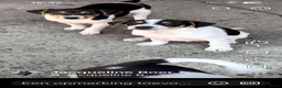 Boerenfox honden te koop:  boerenfox puppy s - Advertentie 2