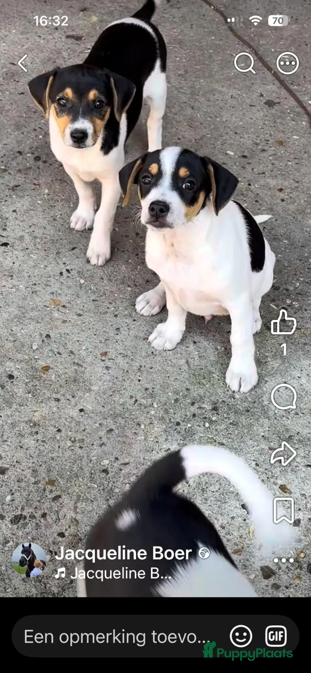 Boerenfox honden te koop:  boerenfox puppy s - Advertentie 2