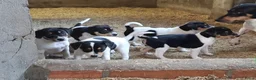 Fox Terriër Gladhaar honden te koop: boerenfox puppy's  - Advertentie 3