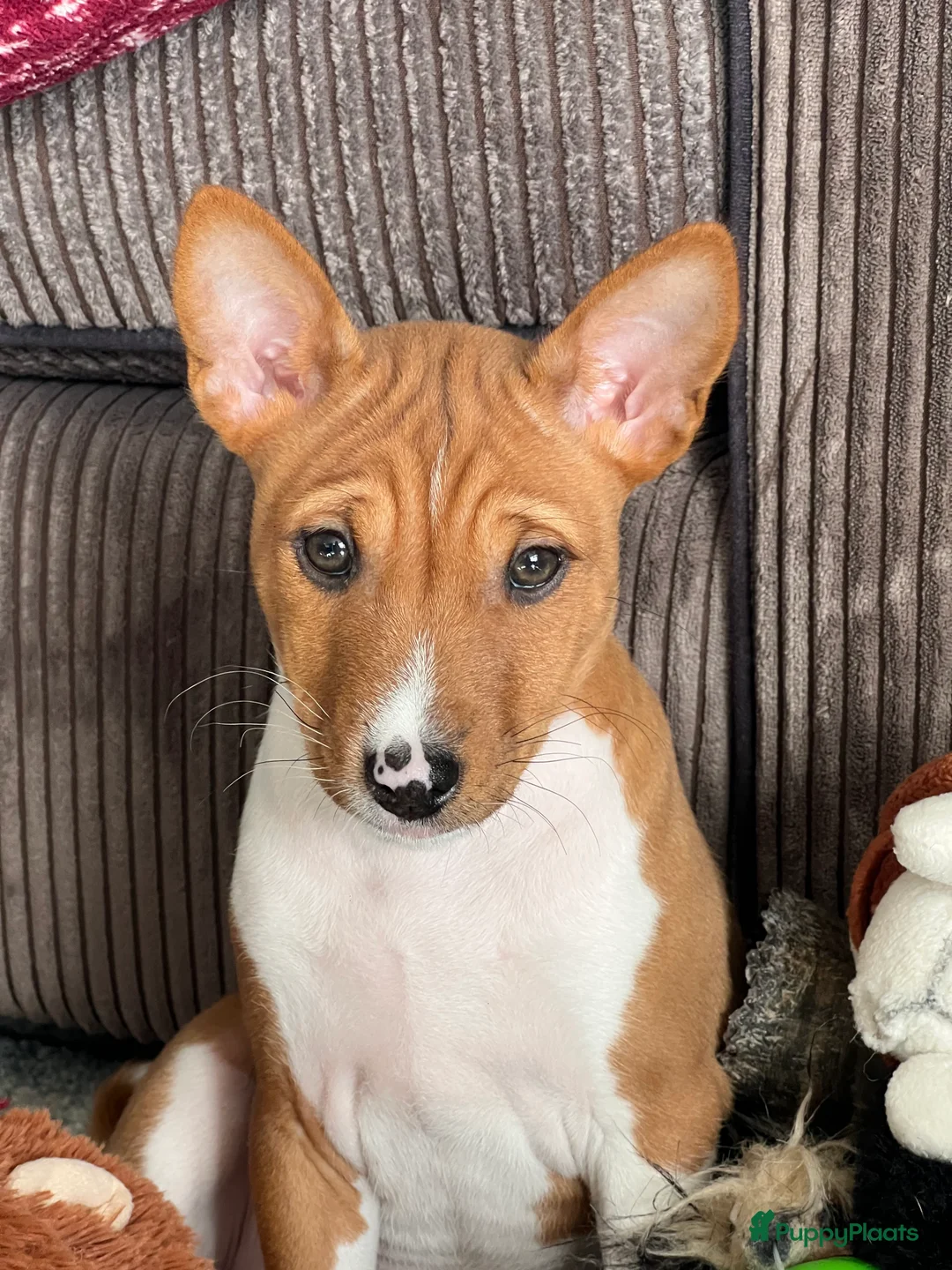 Galerij afbeelding {{count}}