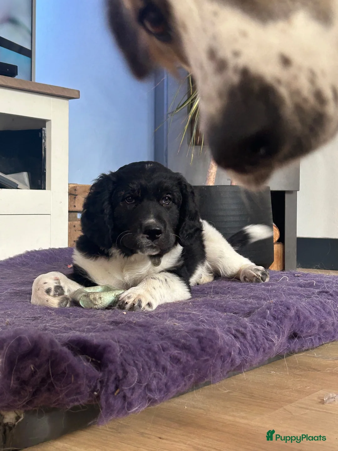 Kruising honden te koop: Teddy zoekt gouden huis - Advertentie 4