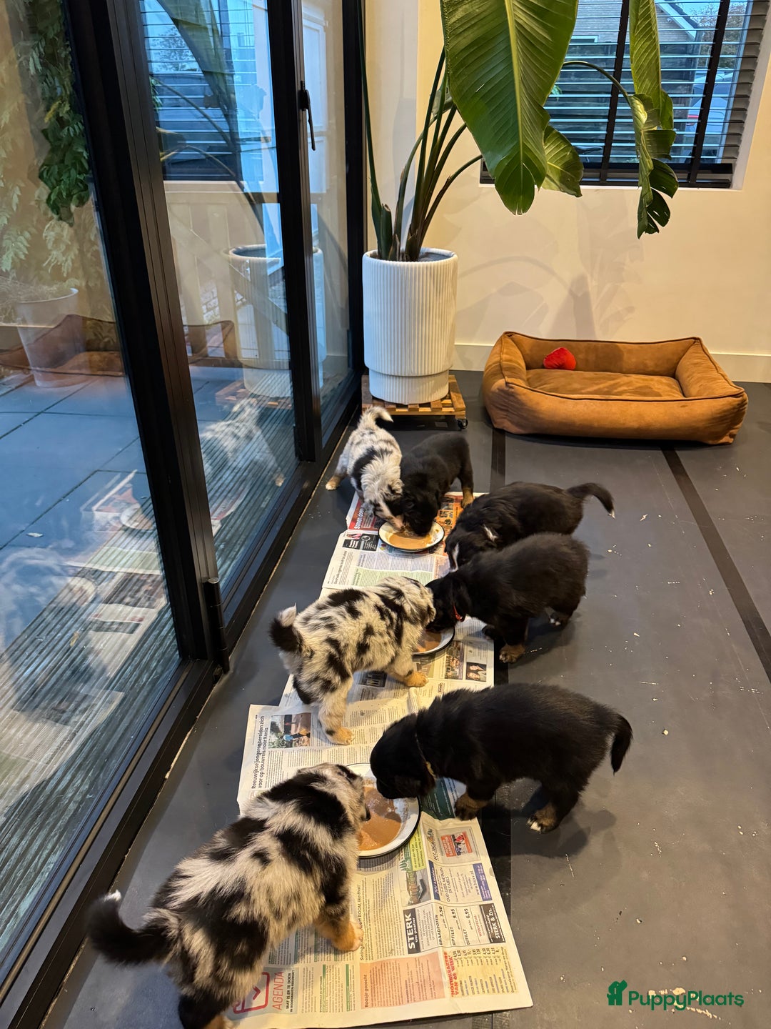 Australian Shepherd honden te koop: Prachtig en gezond nestje Australian Shepherds  - Advertentie 11