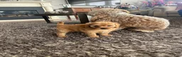 Maltipoo honden te koop: Maltipoo puppy’s 🤍 - Advertentie 2