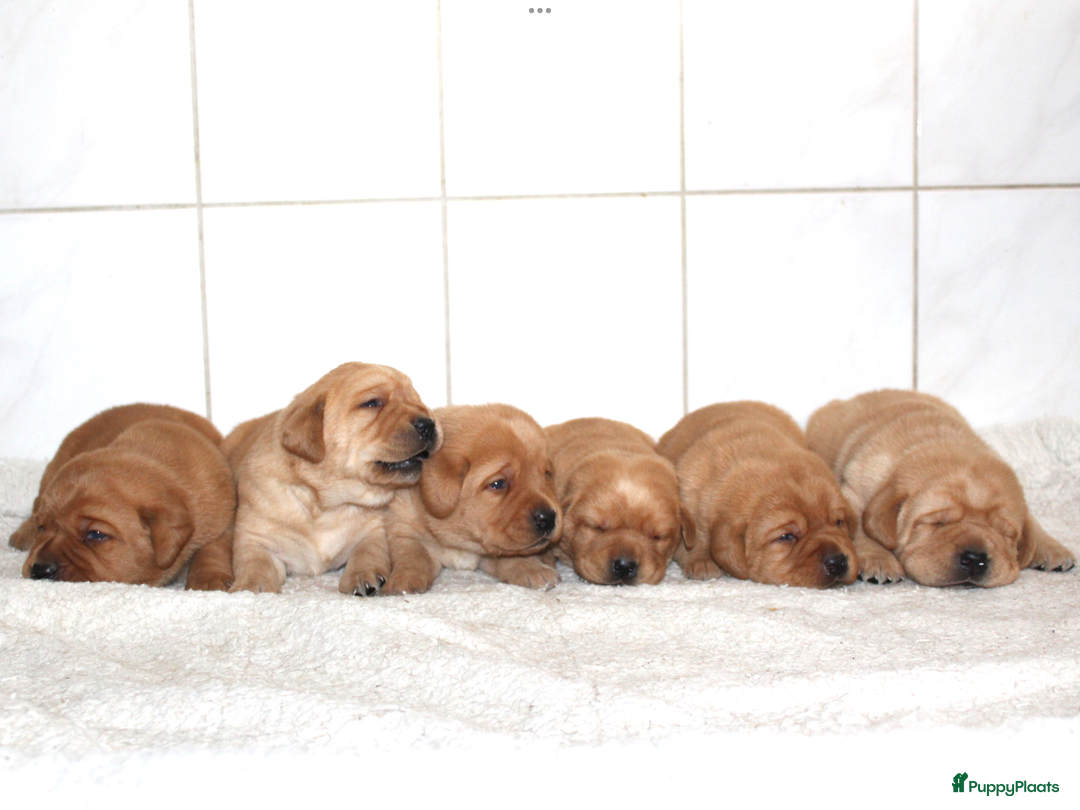 Labrador Retriever honden te koop: Wegens anulering prachtig red fox labrador teefje. - Advertentie 3