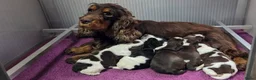 Engelse Cocker Spaniel honden te koop: Engelse Cockerspaniel pups met Stamboom. - Advertentie 3