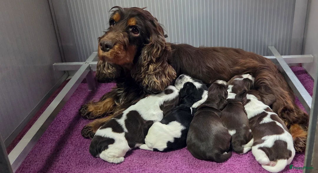 Engelse Cocker Spaniel honden te koop: Engelse Cockerspaniel pups met Stamboom. - Advertentie 3