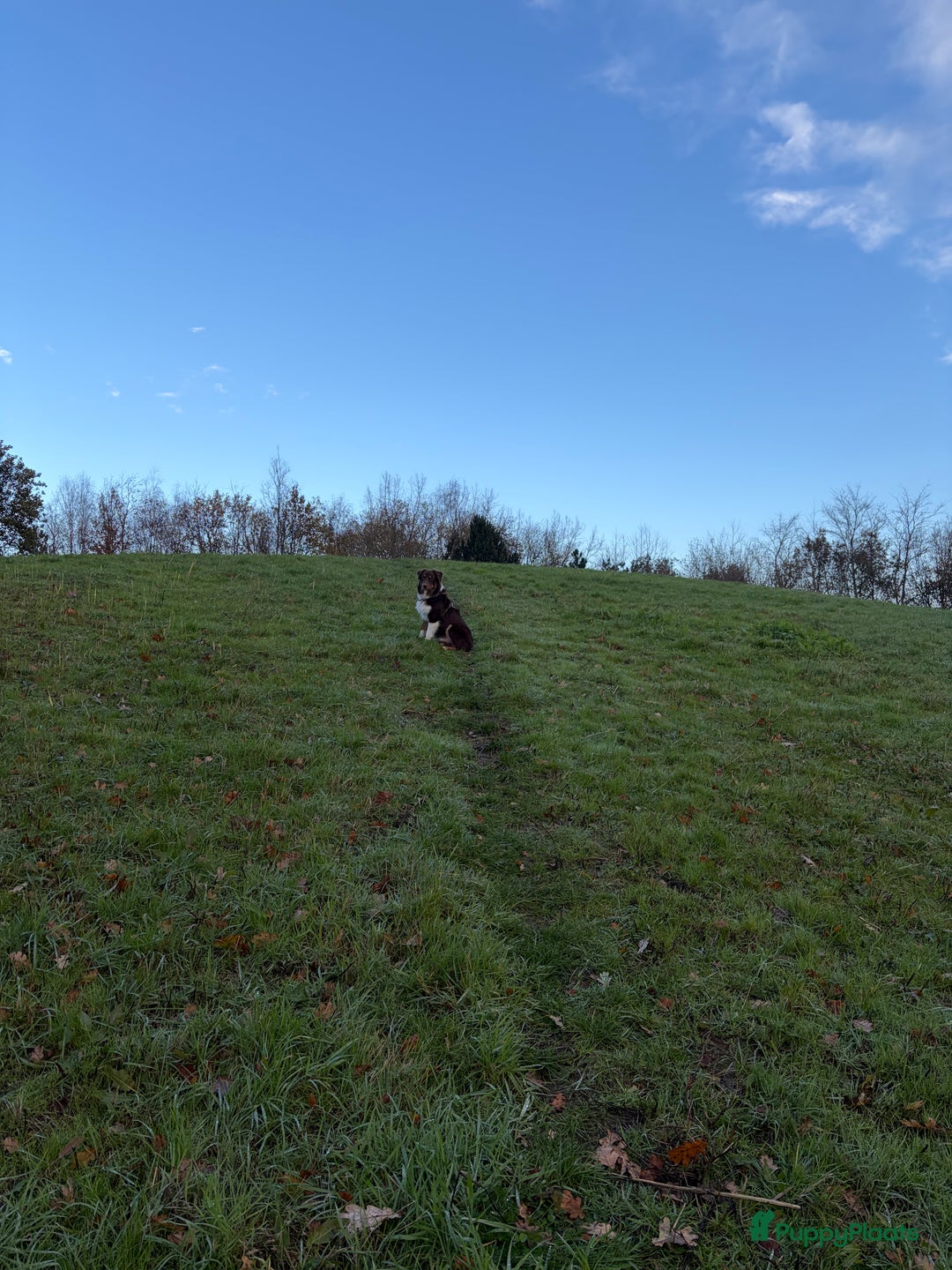 Australian Shepherd honden te koop: Australian Shepherd Bobbi - Advertentie 4