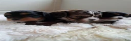 Cavapoo honden te koop: Prachtige cavapoo pupjes! - Advertentie 5