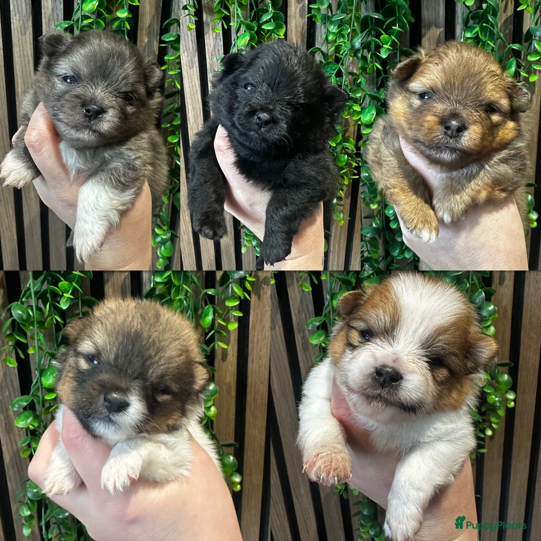 Pomeriaan honden te koop: Alle pups zijn gereserveerd ❤️ - Advertentie 4