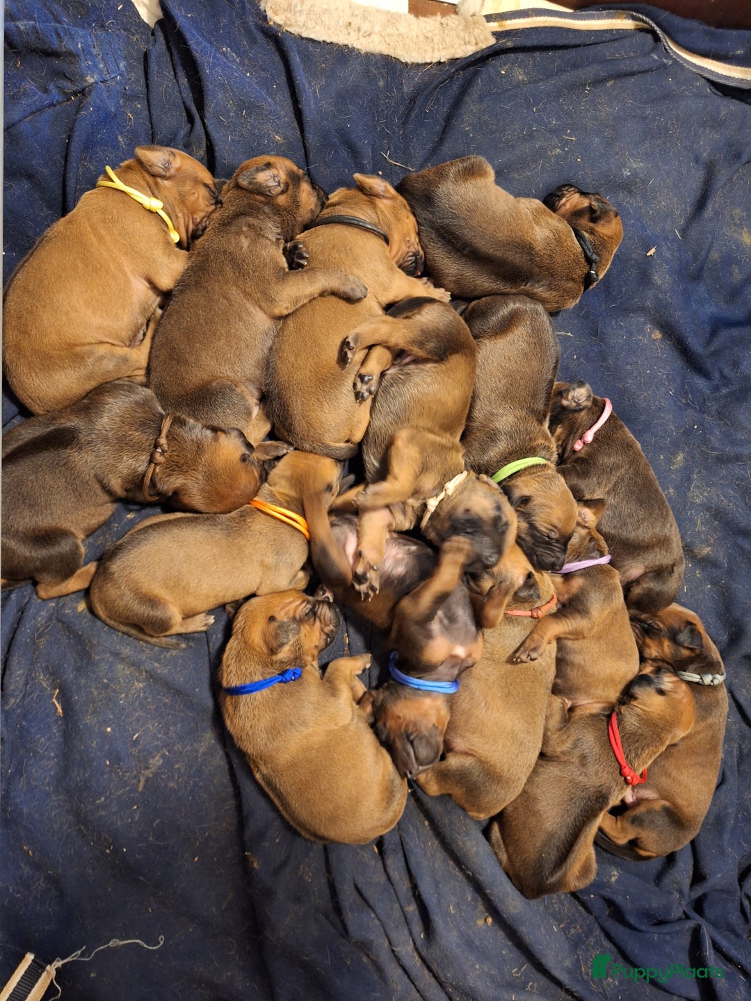 Rhodesian Ridgeback honden te koop: Mooie ridgback pups te koop in Weert - Afbeelding 3