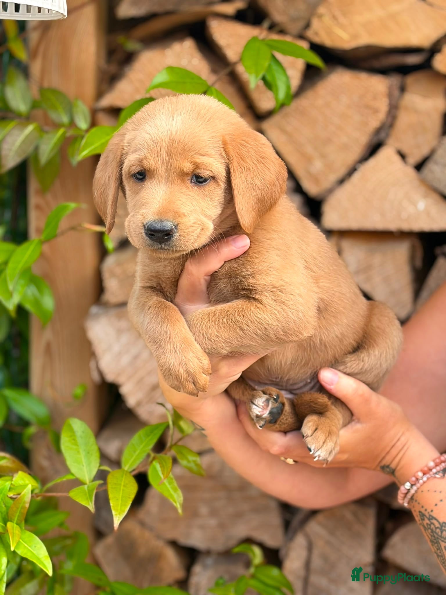 Labradoodle honden Laatste teefje Medium Labradoodle🐾 - Advertentie 5