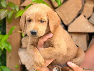 Labradoodle honden Laatste teefje Medium Labradoodle🐾 - Advertentie 5