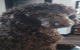 Goldendoodle honden te koop: Golden doodle pups te koop - Afbeelding 4