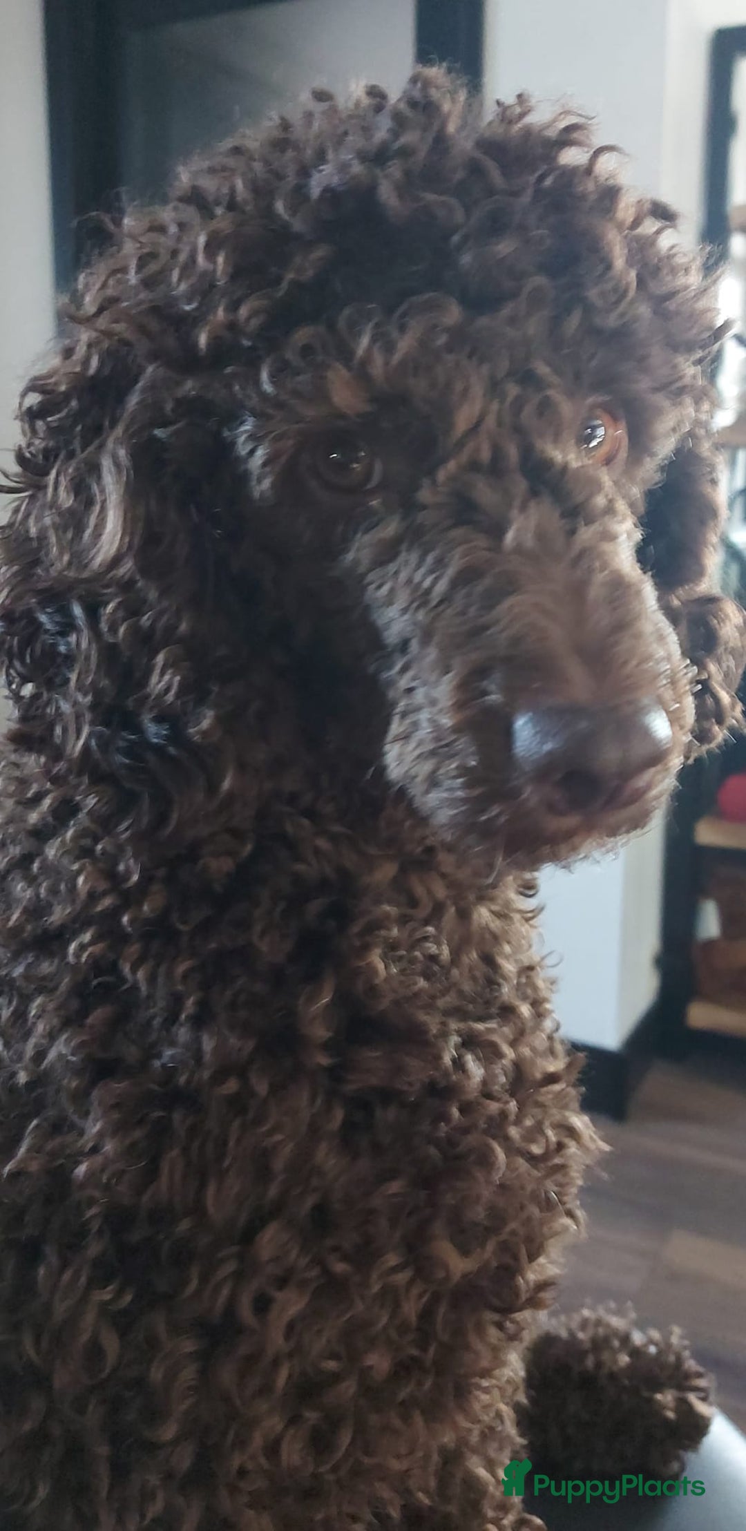 Goldendoodle honden te koop: Golden doodle pups te koop - Afbeelding 4