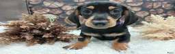 Teckel (korthaar)  honden te koop: Teckel reutjes Black and Tan - Advertentie 5