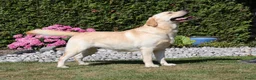 Labrador Retriever honden te koop: 🐾 Labradorpups verwacht in oktober! 🐾 - Advertentie 8