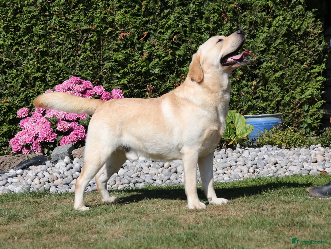 Labrador Retriever honden te koop: 🐾 Labradorpups verwacht in oktober! 🐾 - Advertentie 8