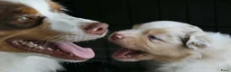Australian Shepherd honden te koop: Aussie herder pups en huiselijke sfeer opgegroeid - Advertentie 3