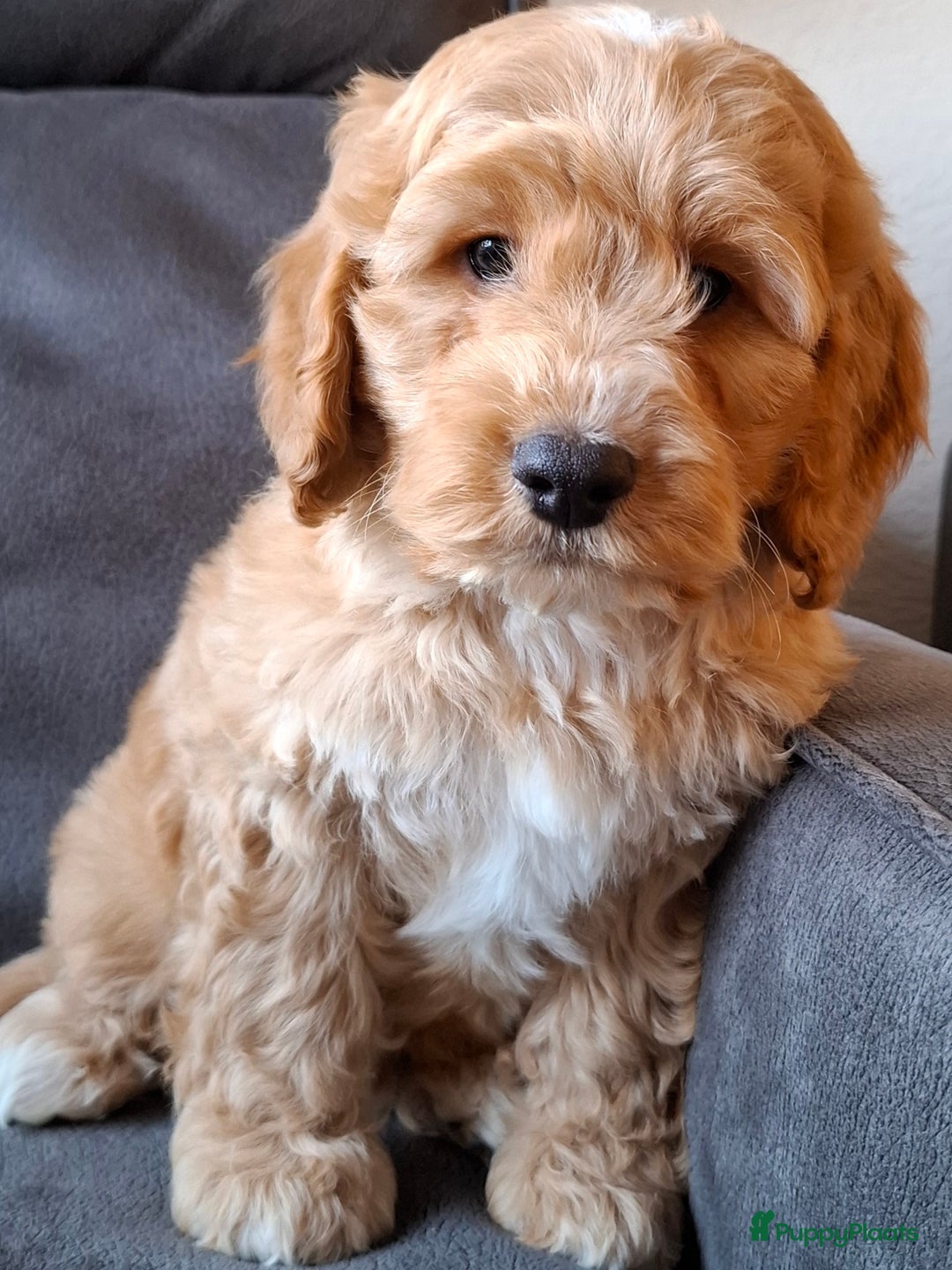 Cockapoo honden te koop: Cockapoo pups  - Advertentie 5