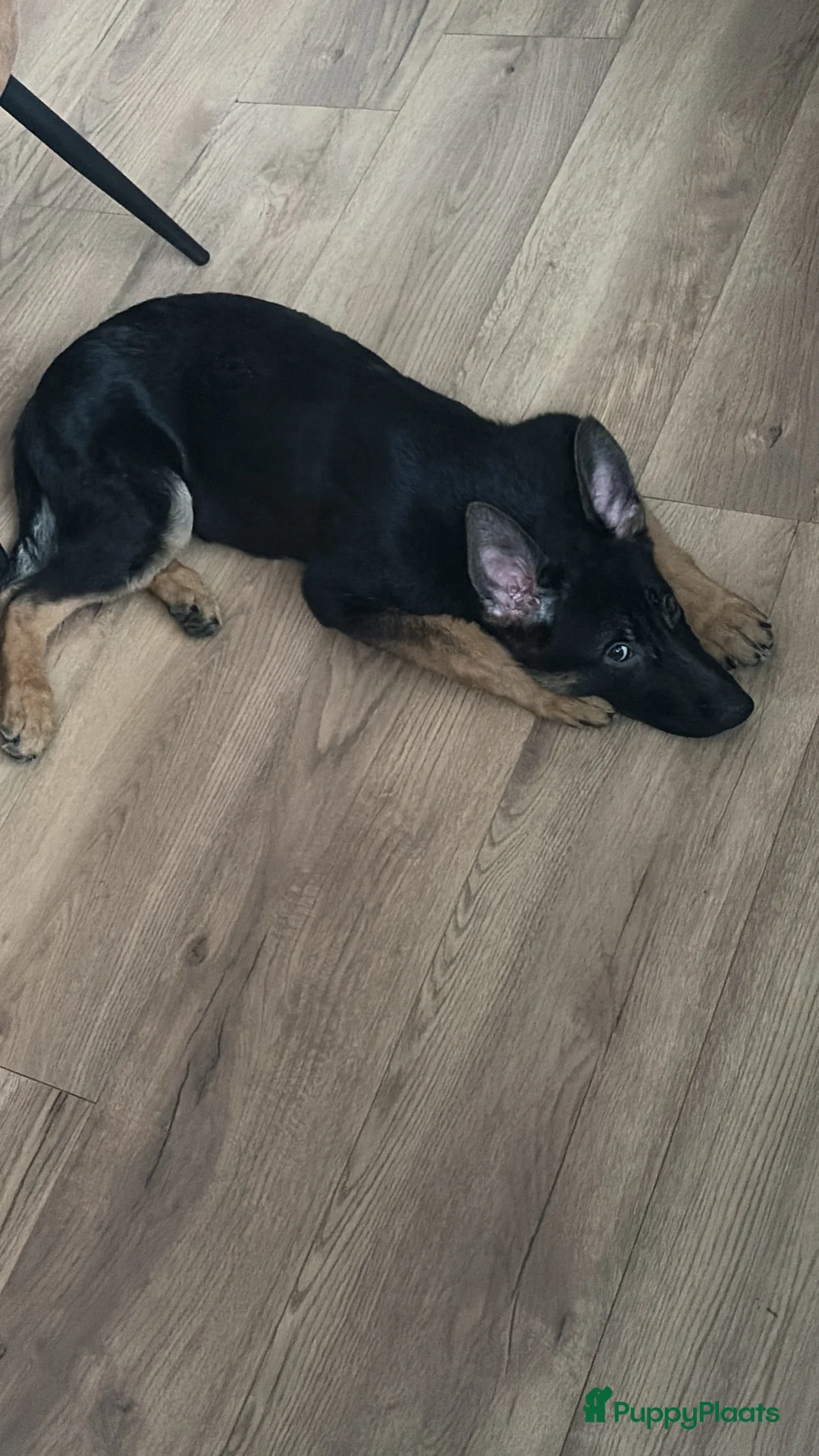 Duitse Herder honden te koop: Herder pup 16 weken (21-9-2025) - Advertentie 9