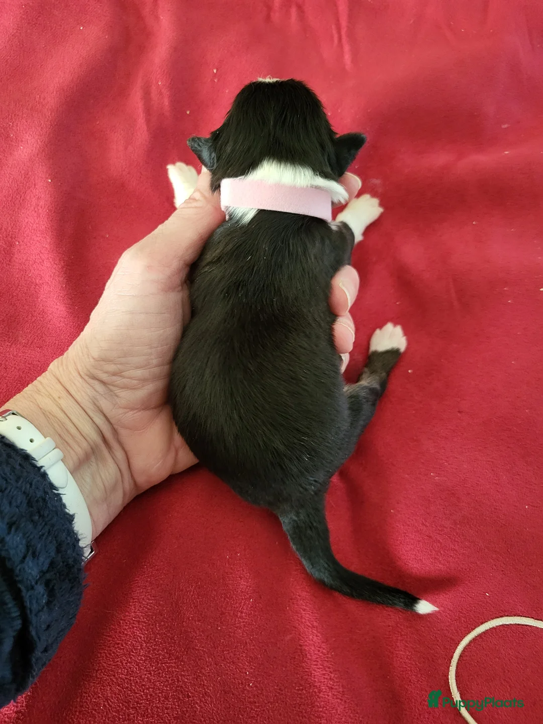 Australian Shepherd honden te koop: Australian Shepherd pupjes met FCI stamboom - Advertentie 7