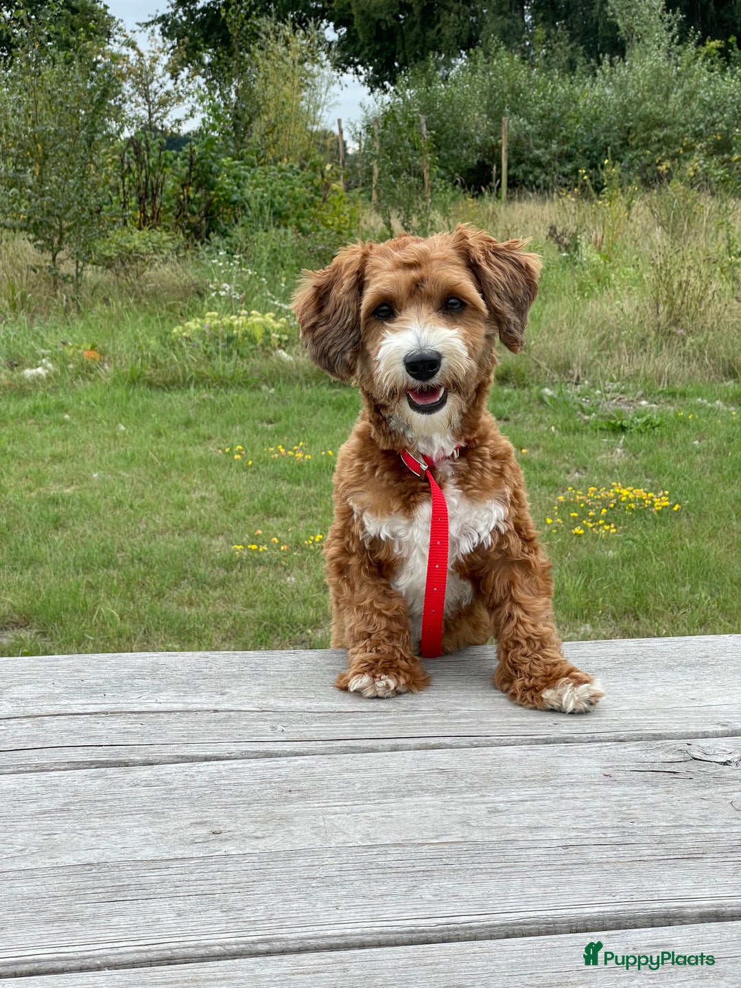 Maltipoo honden te koop: maltipoo  pups , te zien met beide ouders. - Advertentie 6