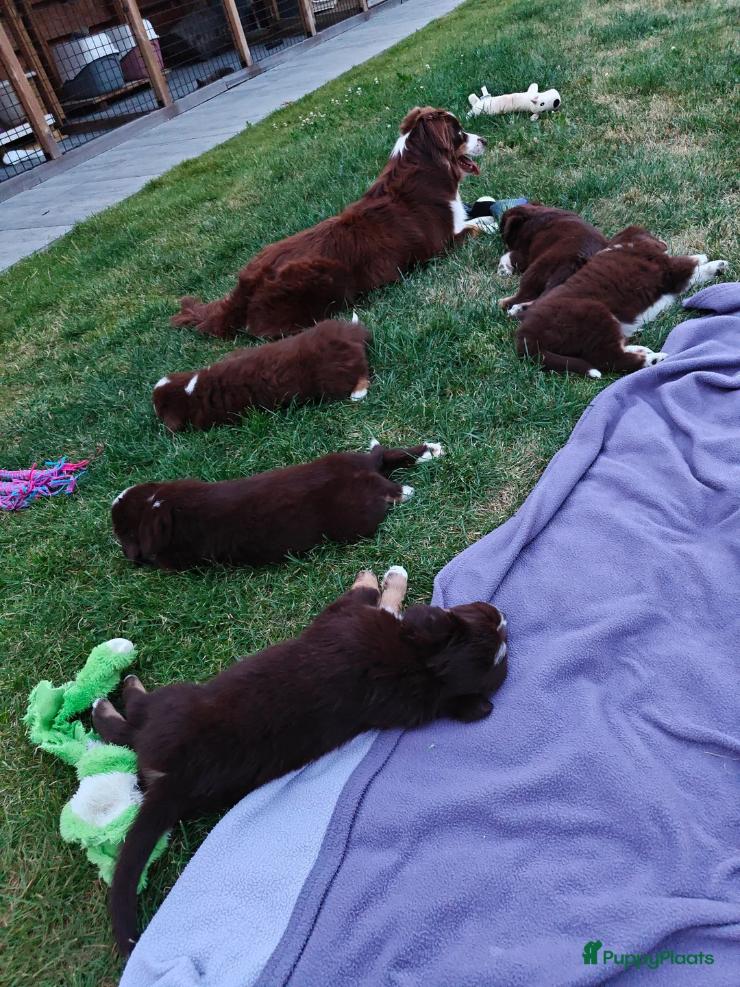 Miniature American Shepherd honden te koop: Mini American Shepherd pup teefje - Advertentie 17