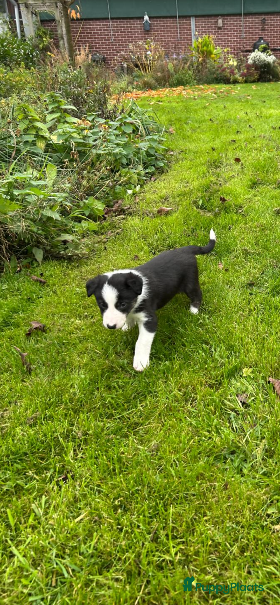 Border Collie honden te koop: Twee mooie bordercollie pups te koop - Advertentie 3