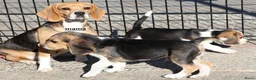 Beagle honden te koop: Beagle pups beschikbaar  - Advertentie 3
