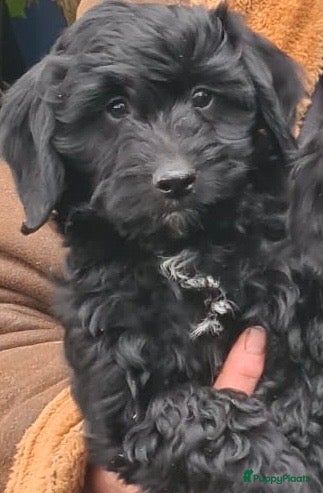 Kruising honden 4(nog 1!)Prachtig zeer sociaal Boompoo dametje🎀  - Advertentie 1