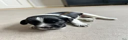 Nederlandse Schapendoes honden te koop: Prachtige schapendoesjes - Advertentie 9