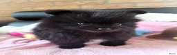 Pomeriaan honden te koop: Twee super schattige mini pomeranian puppys ! 🩷 - Advertentie 6