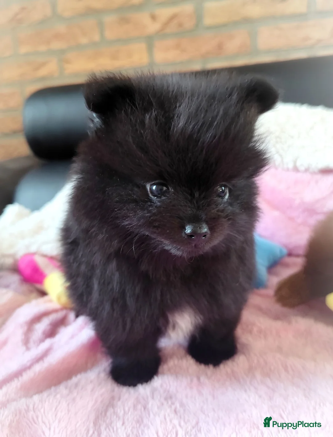 Pomeriaan honden te koop: Twee super schattige mini pomeranian puppys ! 🩷 - Advertentie 6