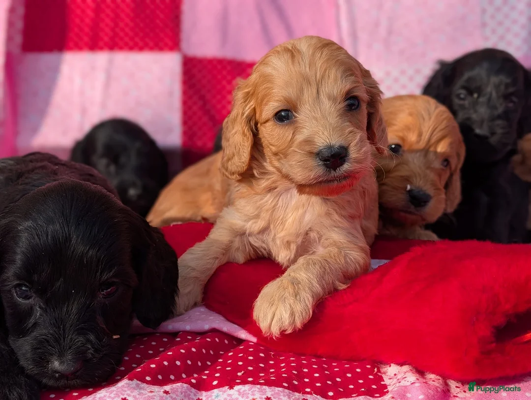 Cockapoo honden te koop: Cockapoo pups . - Advertentie 1