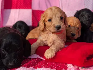 Cockapoo honden Cockapoo pups . - Advertentie 1