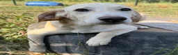 Kruising honden te koop: Jacco - Advertentie 7