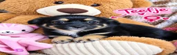 Kruising honden te koop: Lief Nestje Pomeriaan × Boomerpups  - Advertentie 8