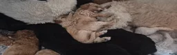Cockapoo honden te koop: 2 mooie cockapoo meisjes - Advertentie 10
