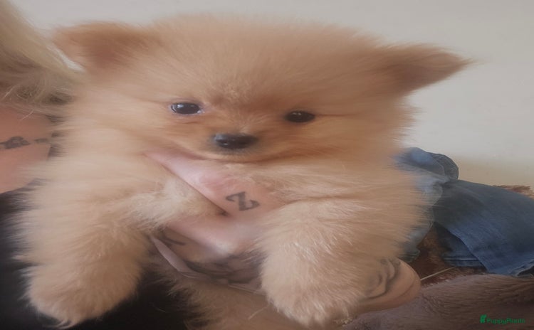 Pomchi honden - Advertentie 1